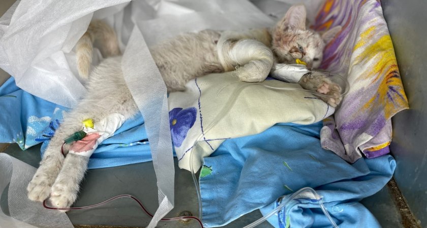 "Пропустили через мясорубку": в Пензе спасают тяжелобольного кота