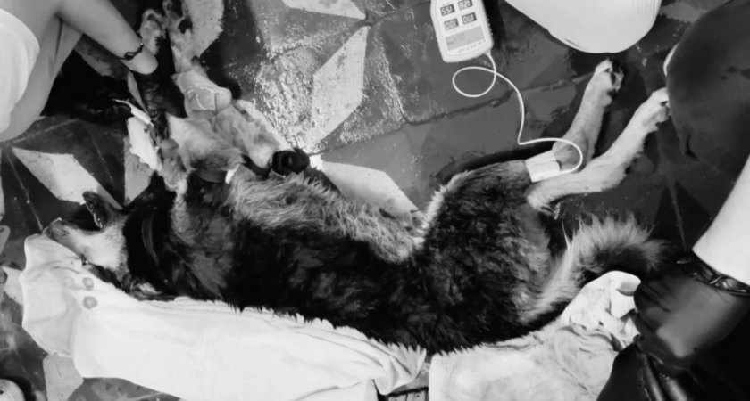 "Кровь сочилась из десен": в Пензенской области жестоким способом расправились с собаками