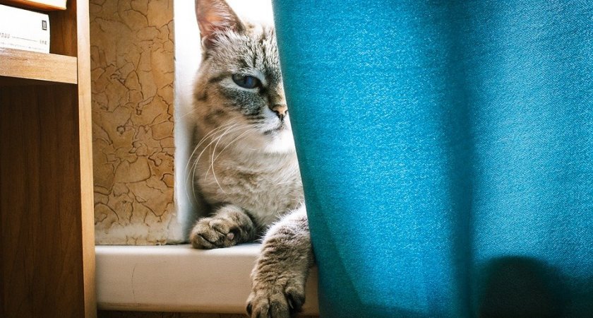 Пензячка пыталась продать кошку и отдала мошенникам 10 тысяч рублей