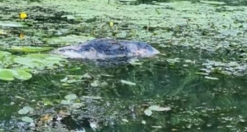 Пензенцы купаются в пруду рядом с гниющей тушей животного