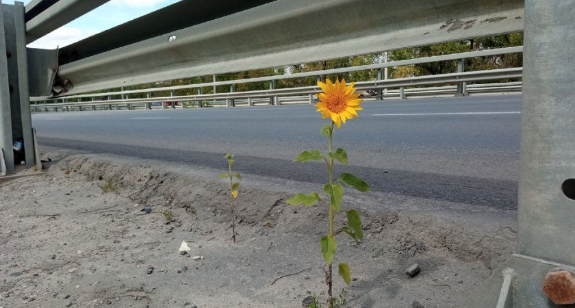 В Пензе на асфальто-бетонном покрытии путепровода пророс подсолнух 