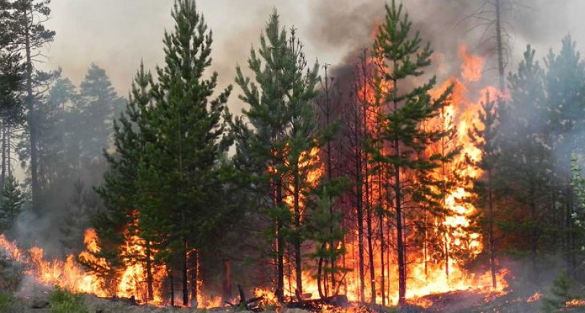 В Пензенской области вчетверо снизилось число лесных пожаров