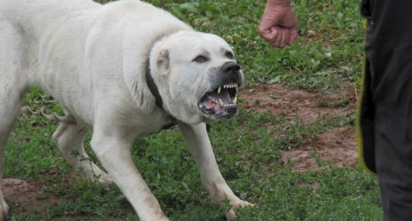 Жительница Пензы взыскала более 100 тыс. рублей из-за нападения алабая