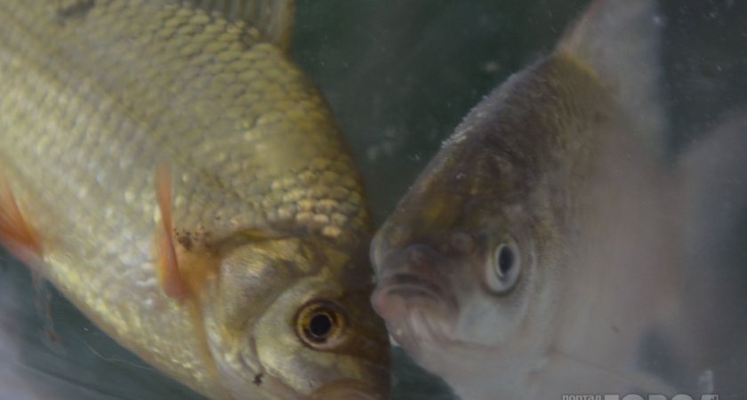 В Пензенской области рыбу исследовали на паразитов, радиацию и ГМО
