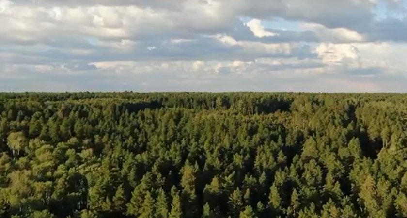 В Пензенской области на восстановление лесов выделили 12,9 млн рублей