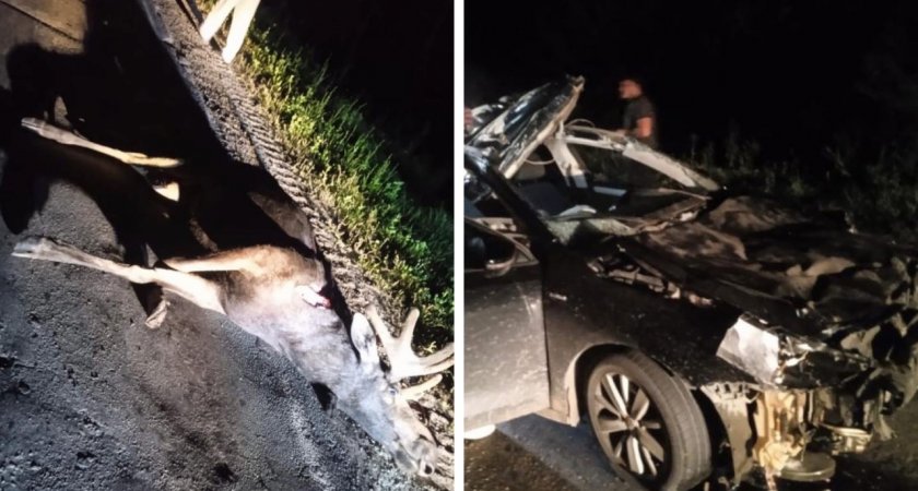 В Городищенском районе произошло ДТП с лосем, есть пострадавшие