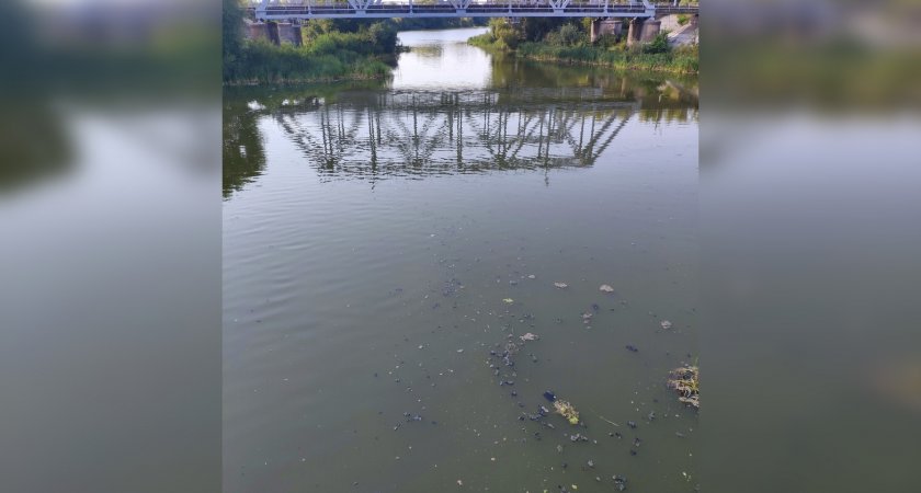 Пензенцы обеспокоены состоянием воды у лодочной станции