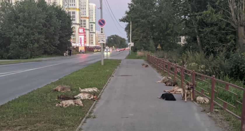 Пензенцы устали от соседства с бездомными собаками 