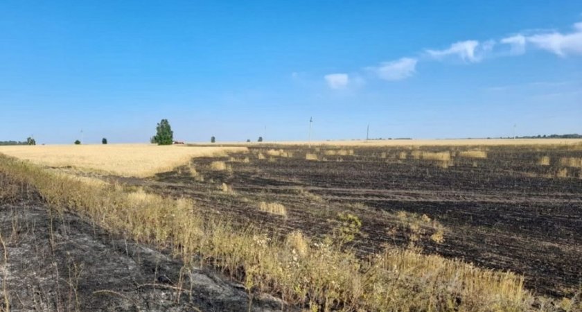 В Белинском районе выгорело пшеничное поле