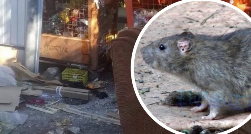 В Пензе двор на Кижеватова захватили крысы