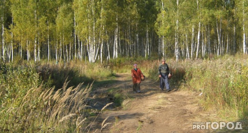 Жителю Сосновоборского района грозит 7 лет тюрьмы за незаконную вырубку леса