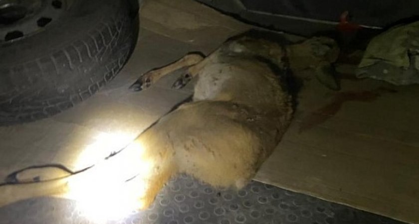 В Пензенской области охотник незаконно застрелил косулю
