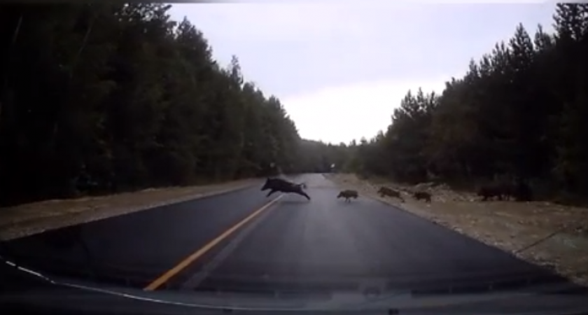 Семейство кабанчиков едва не стало причиной ДТП в Пензенской области 