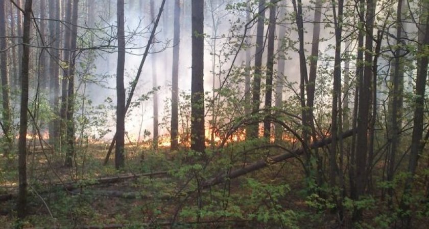 В Пензенской области запретили посещать леса
