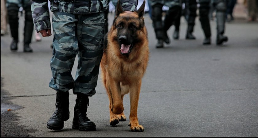 Пензенские школы 1 сентября проверят с собаками
