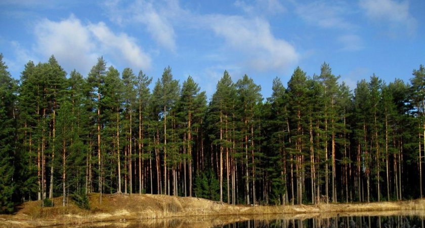 50 тысяч сеянцев сосны высадят в Пензенской области 