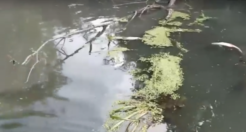 Пензенский «Маяк» нанес ущерб природе на 1 миллиард рублей 