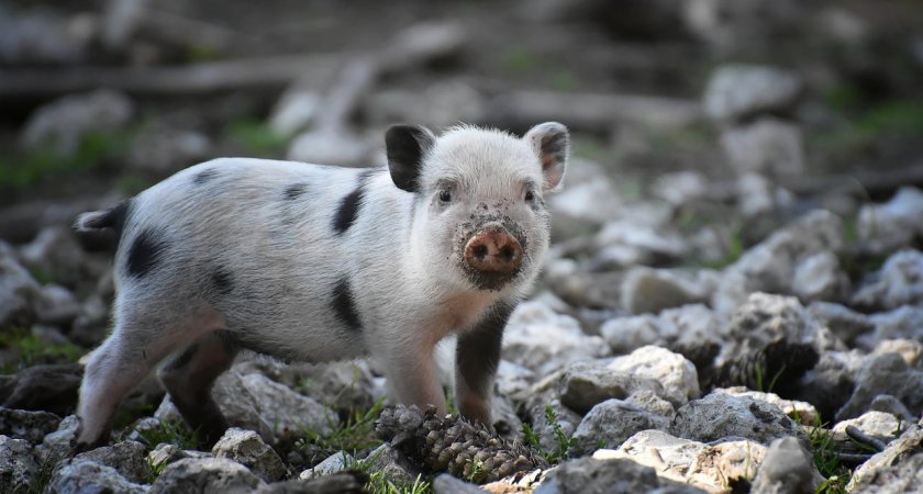В Пензенской области ищут поросенка, выпавшего из прицепа