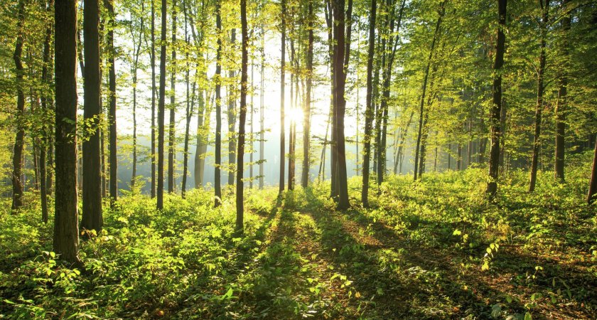 В Пачелмском районе нашли пропавшего 10-летнего ребенка