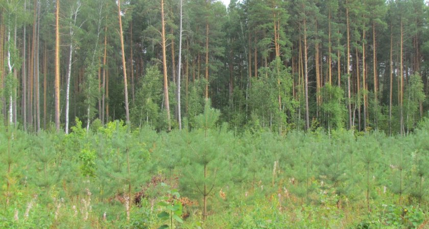 Неизвестные срубили деревьев на 3,5 миллиона рублей в Колышлейском районе