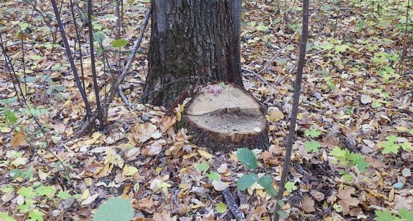 Жителя Пензенской области осудили за незаконную вырубку леса