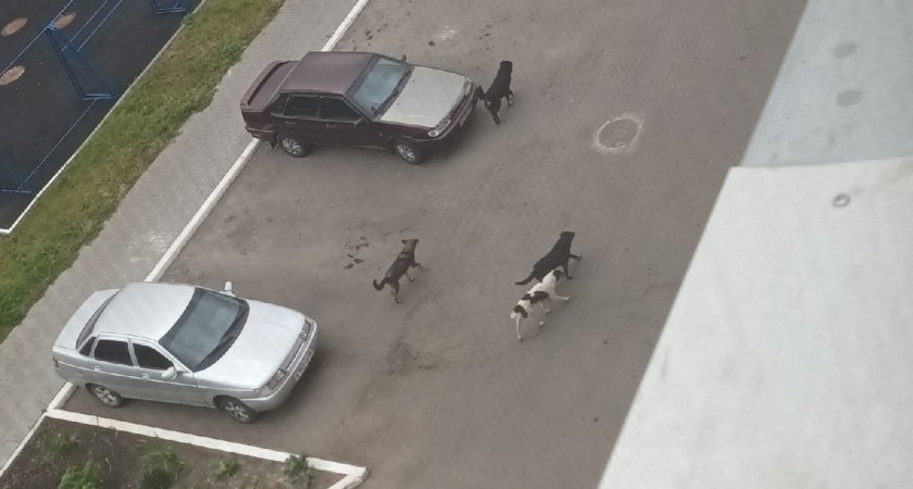 Крик о помощи: пензенцы боятся вернуться домой с улицы без рук и ног