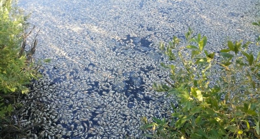 В пруду в Белинском районе заметили массовую гибель рыбы