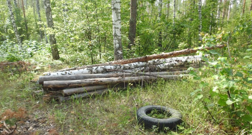 Лесники Пензенской области нашли 9 нарушений законодательства
