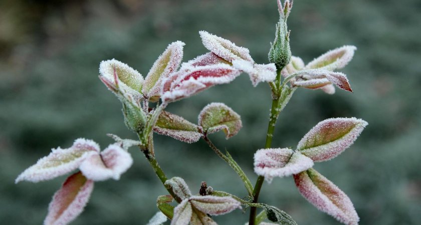 В Пензенской области ожидаются туман и заморозки 11 сентября