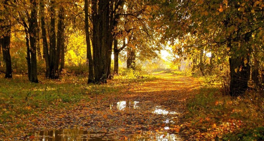 Польют дожди: синоптики рассказали прогноз погоды в Пензенской области