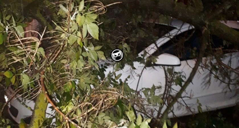 В Пензе на Пушанина припаркованное авто придавило деревом