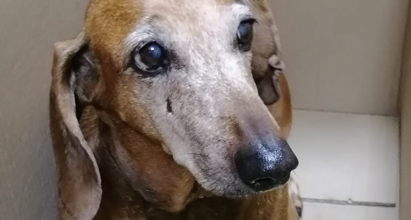 Потерявшуюся в Пензе таксу спасатели вернули хозяевам 