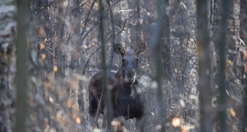 В Пензенской области браконьеры незаконно убили лося 