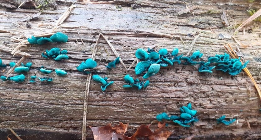 В Пензенских лесах нашли необычные бирюзовые грибы