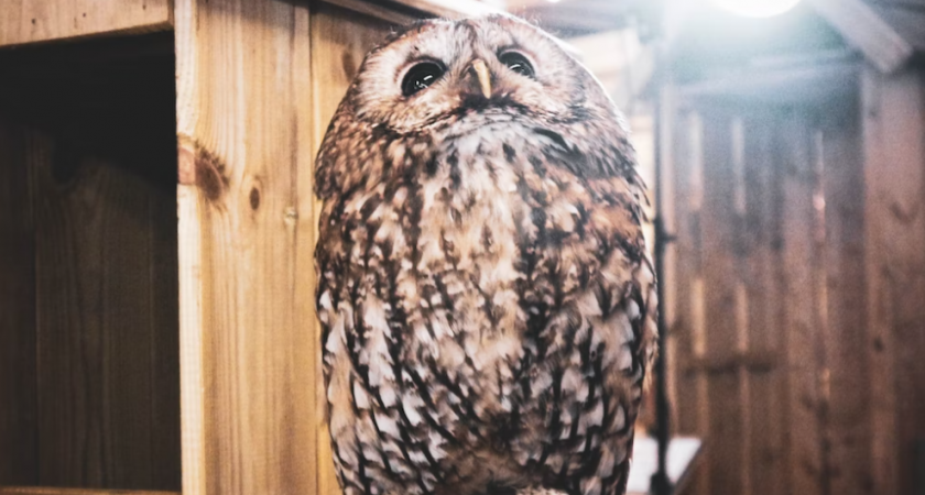 В Пензенской области спасли неясыть, на которую напали разъяренные вороны