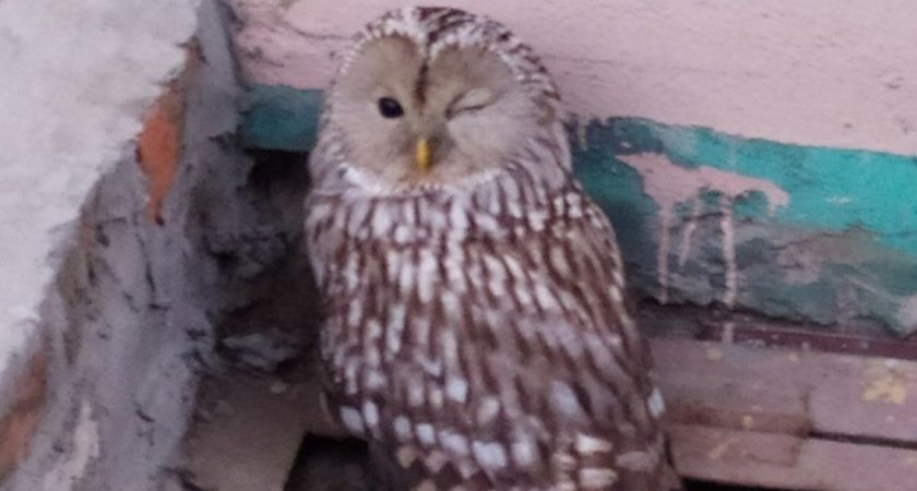 В Пензе горожане снова запечатлели дикую хищную птицу