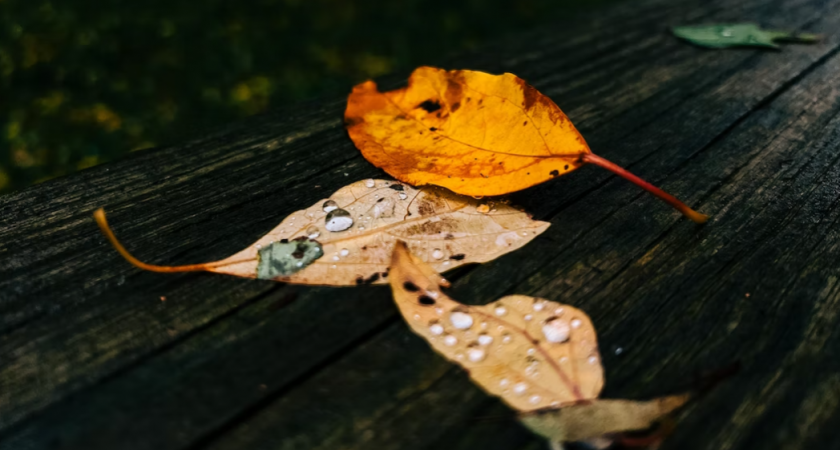 В Пензенской области 20 октября ожидаются дожди и +10 градусов 