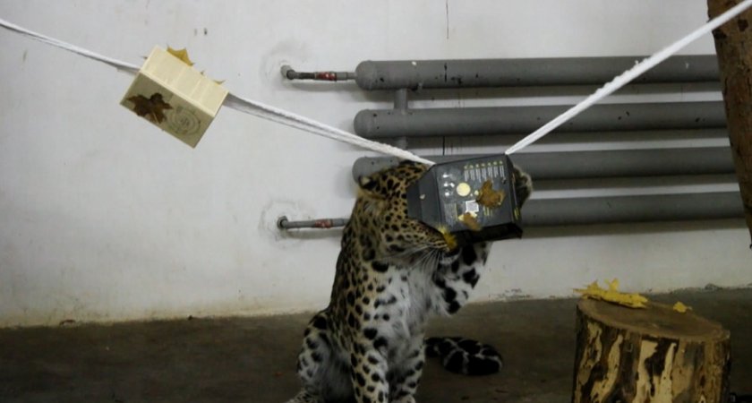 Пензенский леопард Самсон распаковал осеннюю гирлянду с угощениями в коробках