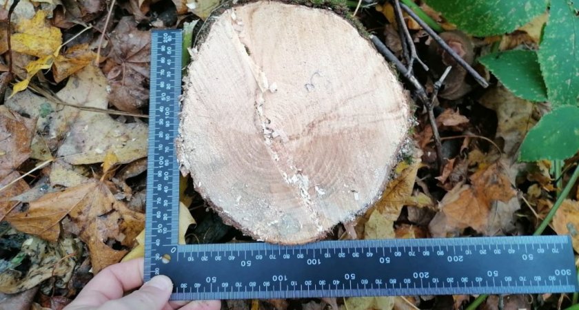 В Пензенской области незаконно вырубили 8 кленов на 100 тыс. рублей