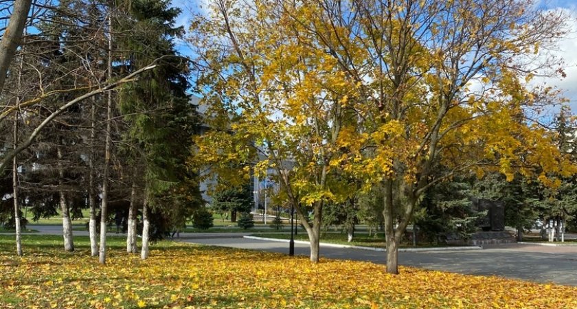 В Пензе внимание жителей привлекли деревья, "украшенные" строительным мусором