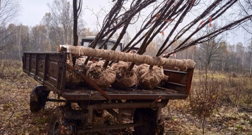 В Городищенском районе незаконно выкопали 107 лип