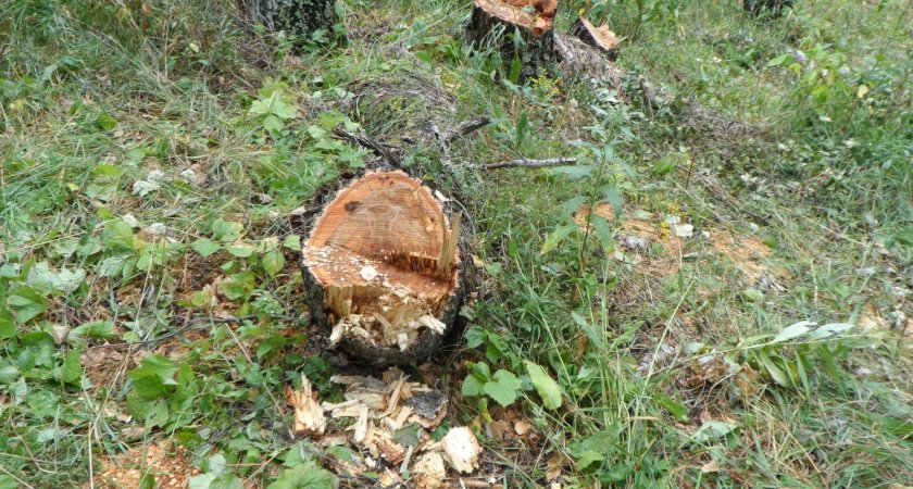 В Пензенской области "черные лесорубы" спилили березы более чем на 300 тысяч рублей