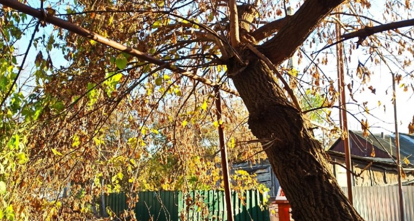 Пензячка сообщила, что скоро опасное дерево рухнет на газовую трубу