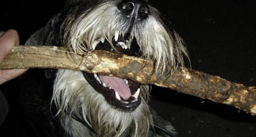 Беспородных домашних собак жители Заречного могут стерилизовать бесплатно 