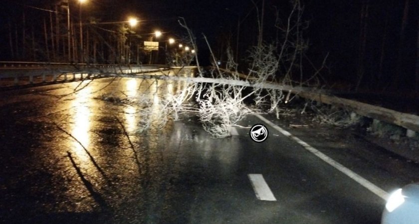 На проезжую часть трассы под Пензой ночью рухнуло дерево