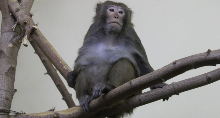 Пензенский зоопарк перешел на осенне-зимний график работы 