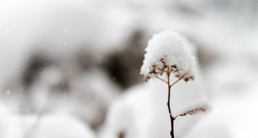 Ветер, мокрый снег и гололедица ожидаются в Пензенской области 15 ноября