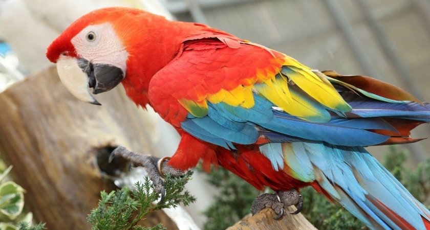 Жительница Пензы лишилась денег в надежде бесплатно получить попугая Ара