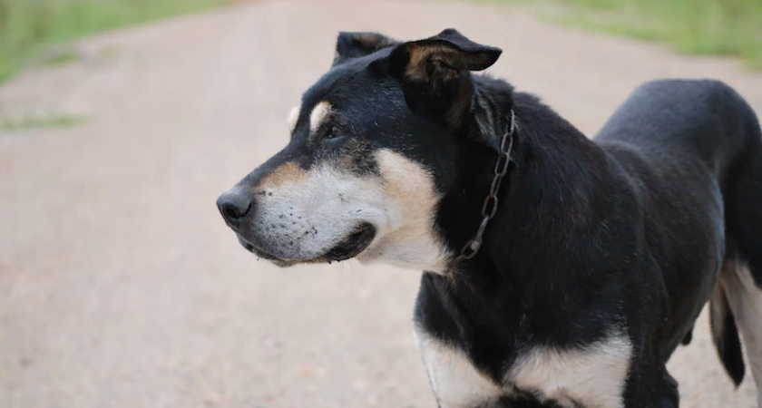 В Пензе прошел круглый стол по вопросам обращения с безнадзорными животными