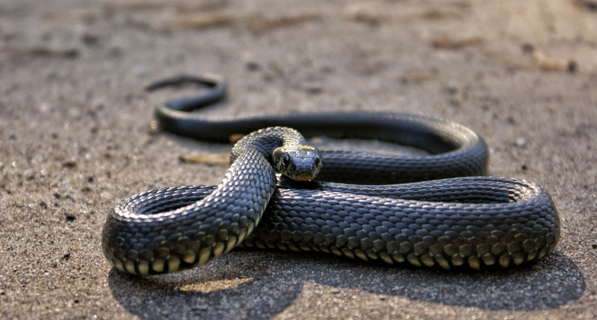 В Пензе мужчина около своего гаража нашел большую змею 